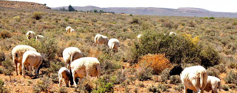 Free range grass fed sheep