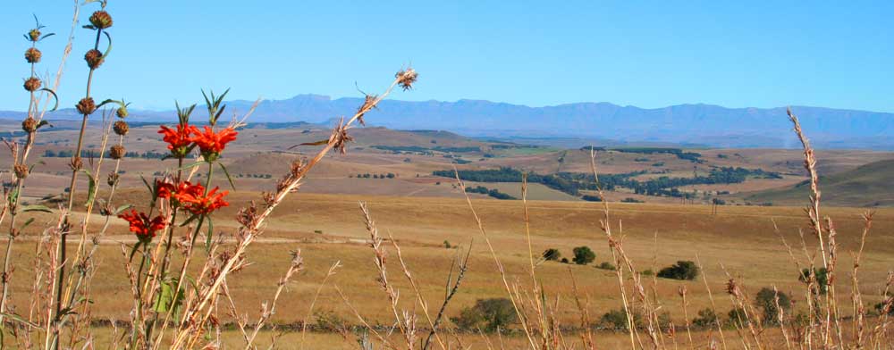 open grassland